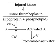 359_extrinsic pathway of blood coagulation.png